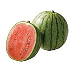 熊本県などの国内産 小玉すいか 1玉 【5月23日～5月25日のお受取り】