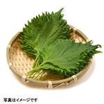 愛知県などの国内産 大葉（大パック）20枚入 1パック
