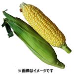 北海道などの国内産 とうもろこし 1本