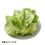 福岡県などの国内産 サラダ菜 1袋