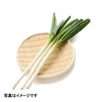 トップバリュグリーンアイ 埼玉などの国内産 長（白）ねぎ（有機）300g 1袋