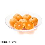 愛媛県産 熟れっ子和みかん（大袋）1袋 【12月5日～12月7日の受取り】