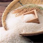 神明 滋賀県産 こしひかり 5kg