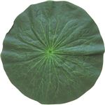 盆用品ハスの葉（布製）B－501