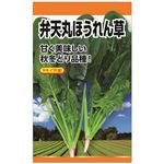 【種】日本農産種苗 ニチノウ タキイ交配 弁天丸ほうれん草