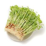 山梨県などの国内産 豆苗 1袋 【3月24日～3月25日のお受取り】