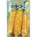 【種】アタリヤ農園 ピーターコーン