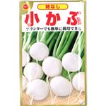 【種】アタリヤ農園 時なし小かぶ