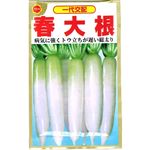 【種】アタリヤ農園 耐病春大根