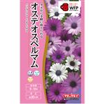 【種】タキイ種苗 オステオスペルマム