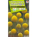 【種】タキイ種苗 クラスぺディアグロボーサ ゴールドスティック