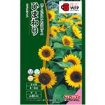【種】タキイ種苗 ひまわり ビックスマイル