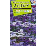 【種】タキイ種苗 フェリシア スプリングメルヘン