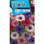 【種】タキイ種苗 矢車草 八重咲混合