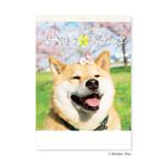 新日本カレンダー【2026年】壁掛けカレンダー 柴犬まるとおさんぽ NK‐8035