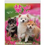 アクティブコーポレーション 2026年 壁掛けカレンダー 森田米雄・まるごと柴犬 26ACL‐11