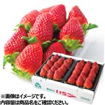 【予約】愛知県産  愛きらりいちご2パック入 1箱 ※中部地区50点限定 【12月27日～12月31日のお受取り】