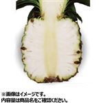 台湾などの国外産 ミルクパイン 1株