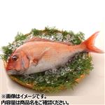 愛媛県産他 真鯛（養殖）（えら・腹取り）1尾 【11月15日のお受取り】