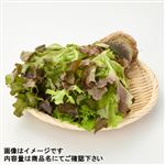 トップバリュ 岡山県などの国内産 3種のクリスピーレタス 1パック