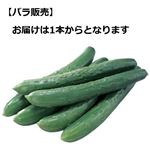長野県などの国内産 きゅうり 1本