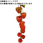 ほおづき 1本【置き楽配送不可】