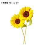 ひまわり 2本束【置き楽配送指定不可】【8／12～8／16お渡し】
