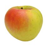 長野県産（JAながの 志賀高原）ぐんま名月りんごLサイズ 1個 【11月20日～11月24日のお受取り】