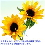 【父の日予約】ひまわり 2本束【置き楽配送指定不可】【6／12～6／15お渡し】