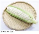 徳島県 などの国内産 ホワイトとうもろこし 1本