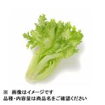 トップバリュ 京都府 などの国内産 フリルレタス 1袋