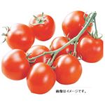トップバリュ 島根県 などの国内産 奥出雲ミディトマト 1袋
