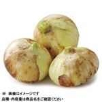 北海道 などの国内産 たまねぎ 1個 【10月20日～10月21日のお受取り】