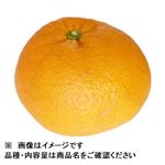 鹿児島県などの国内産 紅あまなつ ばら 1個 【3月20日－23日のお受取り】
