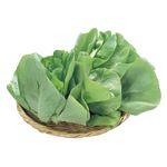 福岡県 などの国内産 サラダナ 1袋 【12月8日～12月9日のお受取り】