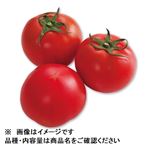 愛知県などの国内産 ぜいたくトマト 3～6個入 1パック
