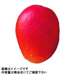 宮崎県産 マンゴー 2Lサイズ 1個入 1パック