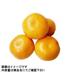 愛知県などの国内産 ハウスみかん Mサイズ 8個入 1パック