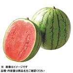 新潟県産 小玉すいか（八色っ娘）1個 【7月30日～8月3日の受取り】