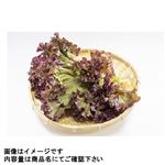 新潟県などの国内産 ロロロッサ・ワインドレスレタス 2束入 80g 1袋