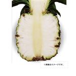 台湾産 ミルクパイン 1株