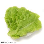 新潟県などの国内産 サンチュ 1袋