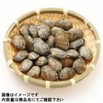 福岡県産 あさり中粒海水パック 160g 1パック
