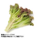 長野県などの国内産 サニーレタス（少量）1袋
