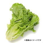 長野県などの国内産 グリーンリーフ（少量）1袋