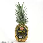 フィリピン産 ハニーグローパイン 1株