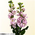 スタンダードストック ピンク系 2本束【置き楽配送指定不可】