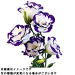 トルコキキョウ 紫系 1本束【置き楽配送指定不可】※【12時以降の配送限定】