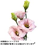 トルコキキョウ ピンク系 1本束【置き楽配送指定不可】※【12時以降の配送限定】