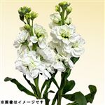 スタンダードストック 白系 2本束【置き楽配送指定不可】